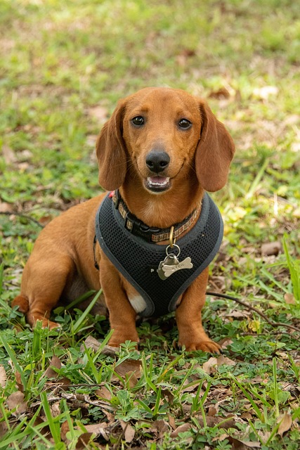 여름 반려견 캠핑 여행 (계곡, 물놀이, 반려견전용)