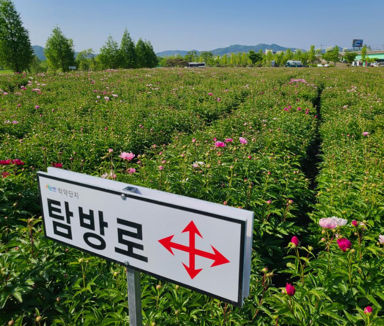 합천 작약 축제