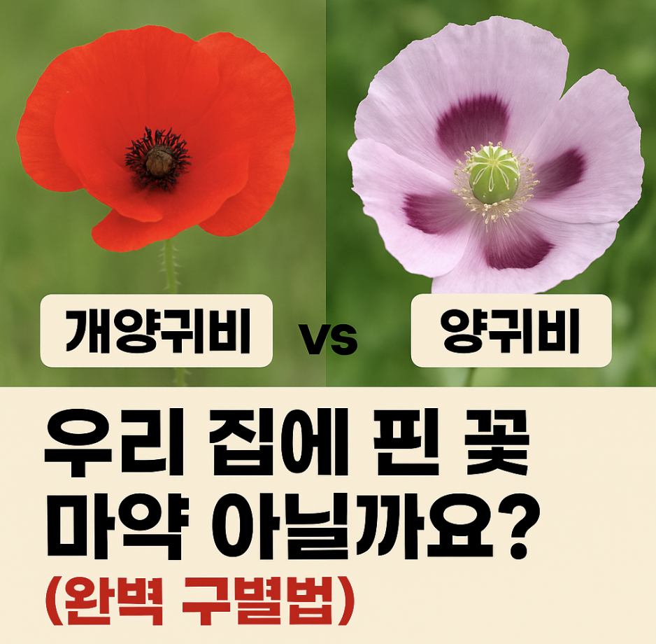 개양귀비 vs 양귀비, 우리 집에 핀 꽃 마약 아닐까요? (완벽 구별법)