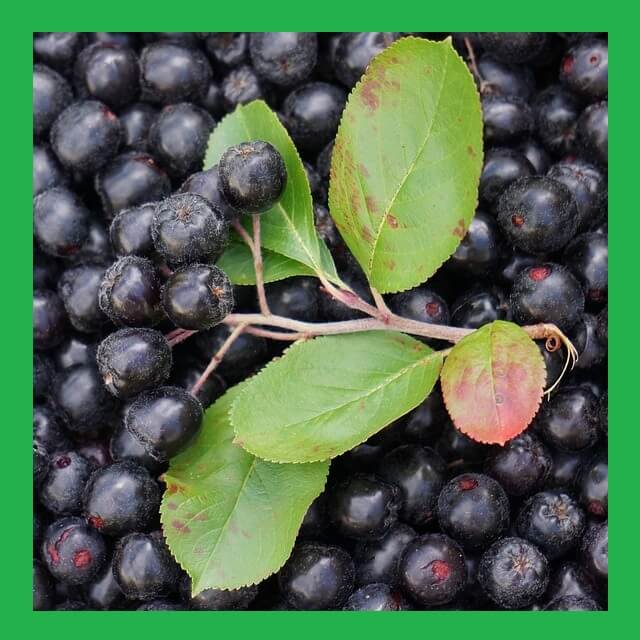 아로니아-위의-잎