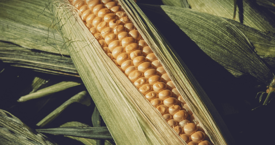 콩팥에 좋은 음식 사진 - 3