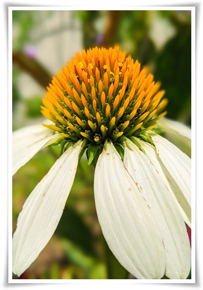 "에키네시아" 자연이 주는 건강의 선물, 건강을 지키는 허브 꽃!