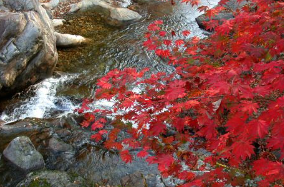 2025 지리산 단풍 절정 시기 &amp; 실시간 현황 + 인기 등산코스 총정리