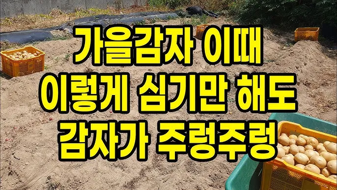 가을감자 심는시기 파종시기와 재배법_5
