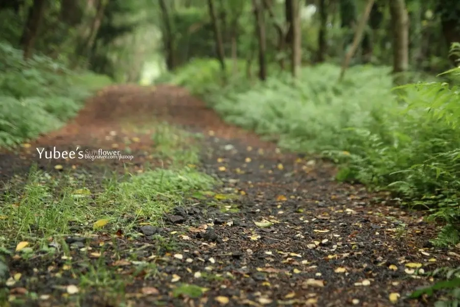 제주도 숲길