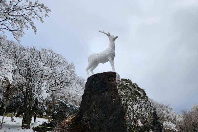 1100고지 휴게소의 상징인 흰 사슴 백록 동상과 겨울 설경