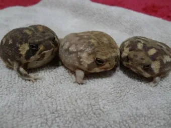 사막비개구리 구매 가격 분양 입양 방법 총정리 가이드북_8