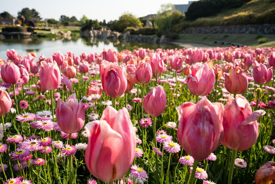 Lush pink tulips bloom near a serene lake in Hyogo, Japan during spring.