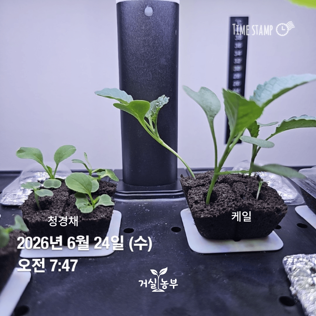 같은 날 파종해 본잎이 약 3장 자란 청경채와 케일의 크기와 형태 비교