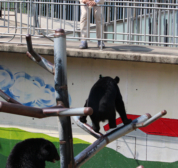 2024 세종 베어트리파크 단풍 축제 시기 예약방법