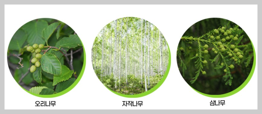 꽃가루알레르기 특징 및 알레르기증상, 꽃가루알레르기예방법