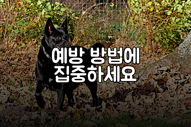 예방 방법에 집중하세요