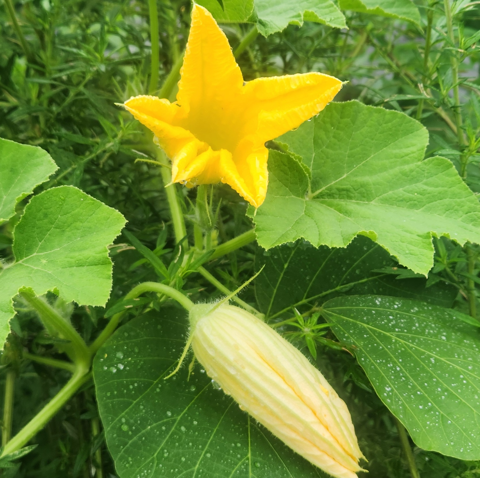 노란빛 가득한 호박꽃, 자연이 전하는 싱그러운 위로
