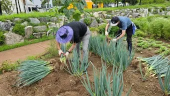 텃밭 대파 키우는 방법 파종 시기_3