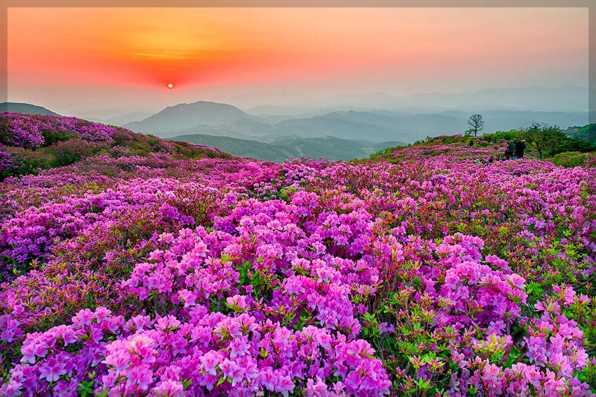 황매산 철쭉 축제 일정 주차장 실시간 개화 상황 추천 코스(총정리)
