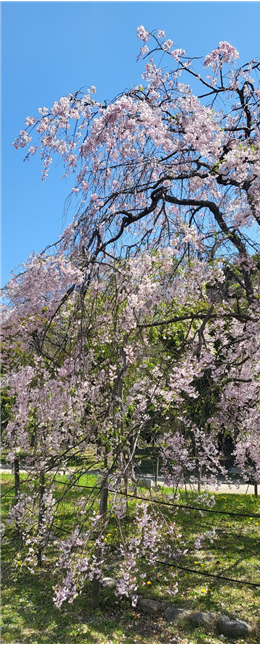 나가이 식물원 관내의 시다레자쿠라