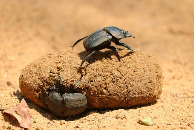 똥과 개똥벌레 사진,출처: unsplash 제공