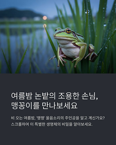 맹꽁이 생태, 여름밤 논밭에 나타나는 조용한 손님