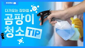 장마 곰팡이