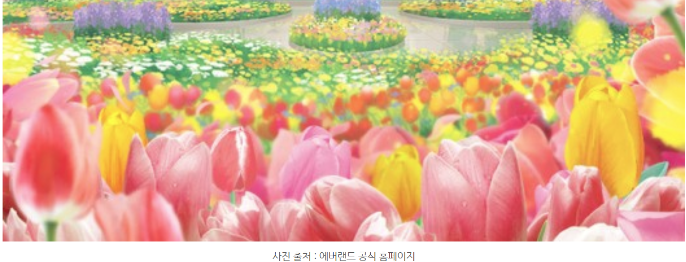 에버랜드 튤립축제 후기｜입장료, 할인, 주차, 꿀팁까지 완벽가이드