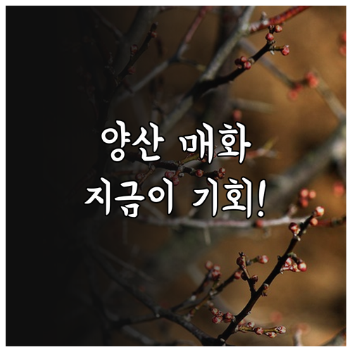 3월 양산 여행 핵심 요약 원동 매화..