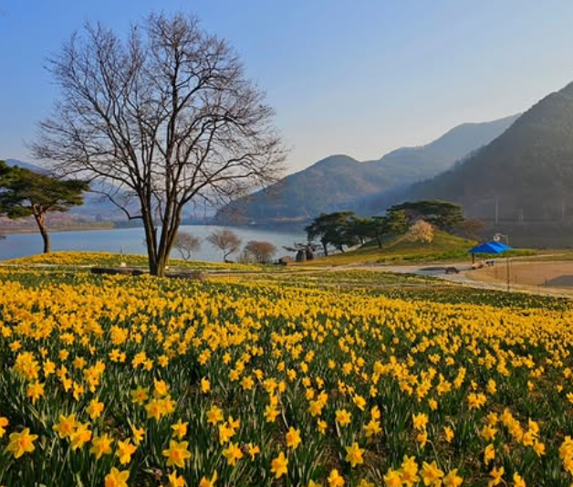 수선화