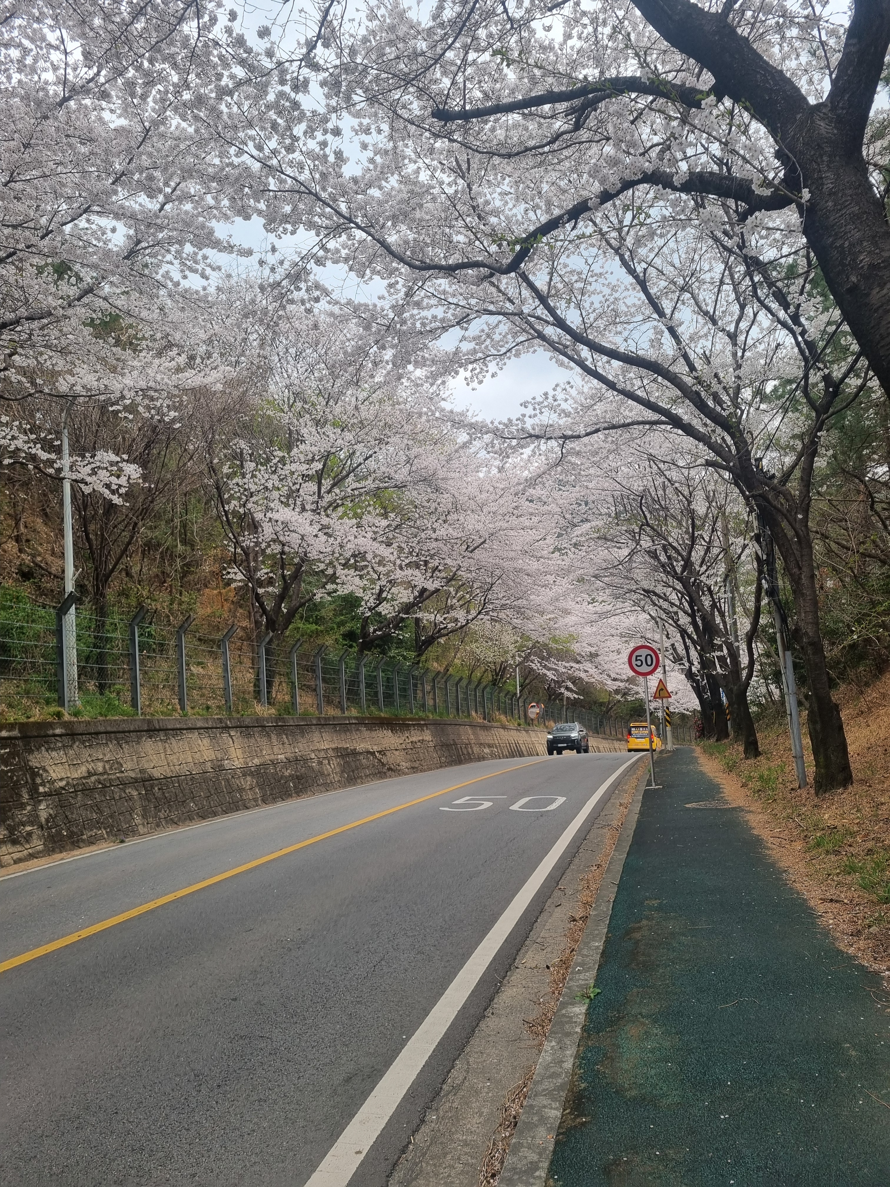 구례 벚꽃길 사진 ('25.4)