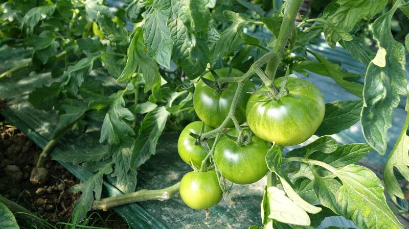 대저-짭짤이-토마토