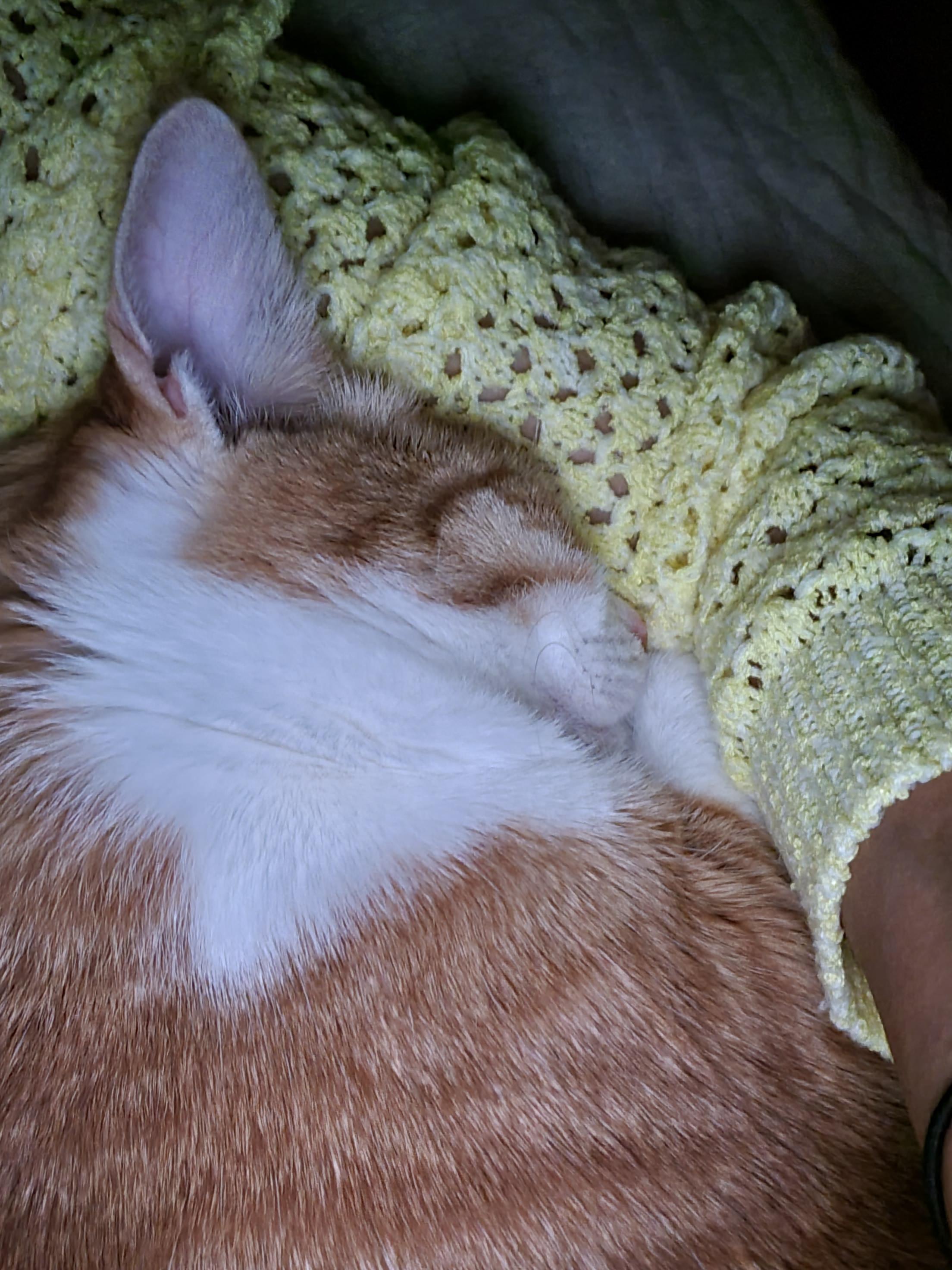 고양이 화장실 모래 전체갈이.