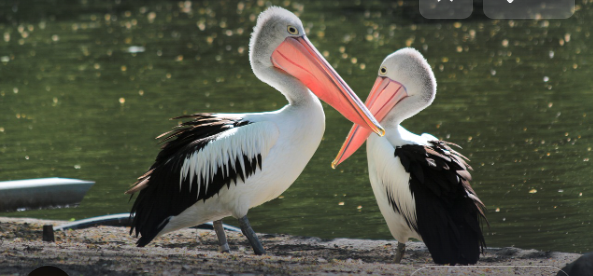 자연스런 방언의 매력