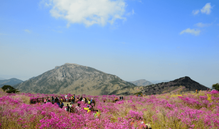 봄꽃 축제 하는 곳