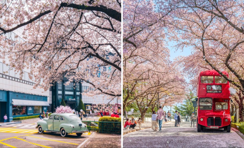 2024 이월드 블라썸 피크닉