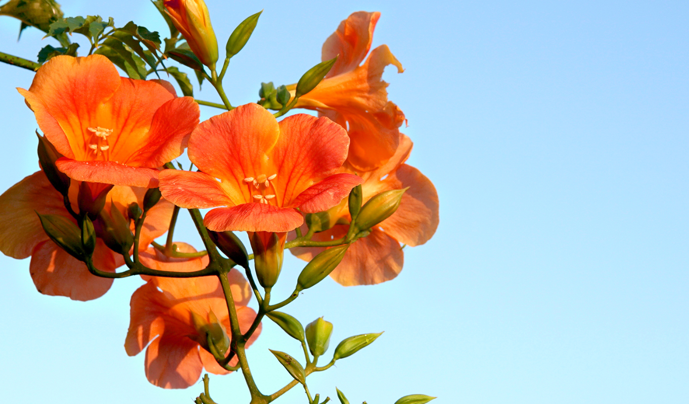 능소화 꽃말 묘목 키우기 꽃 명소 개화시기 전설 독성 삽목 시모음