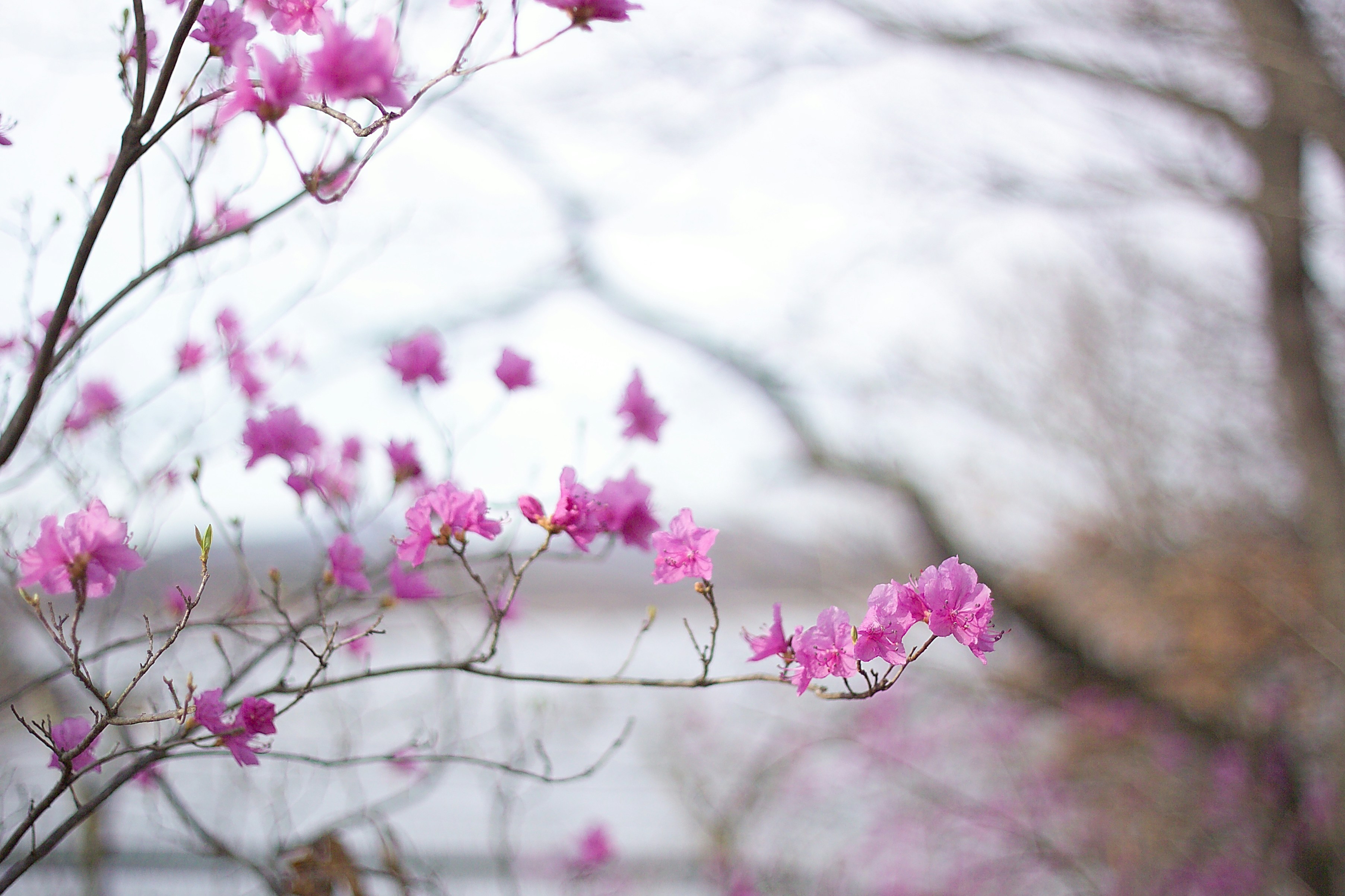 진달래 추천명소