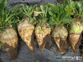 사탕무 재배 봄 파종 당도 관리 수확 보관_30