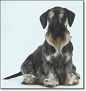 테리어
체스키 테리어(Cesky Terrier)