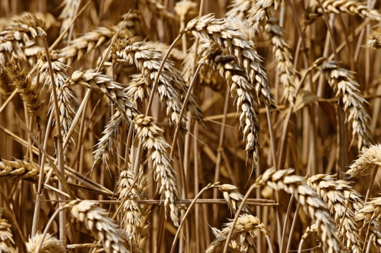 옥타코사놀 효능