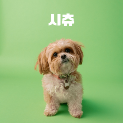 시츄 이미지