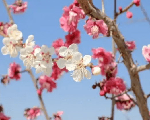 2024 광양 매화축제 기간안내 입장료 여행코스 주차장
