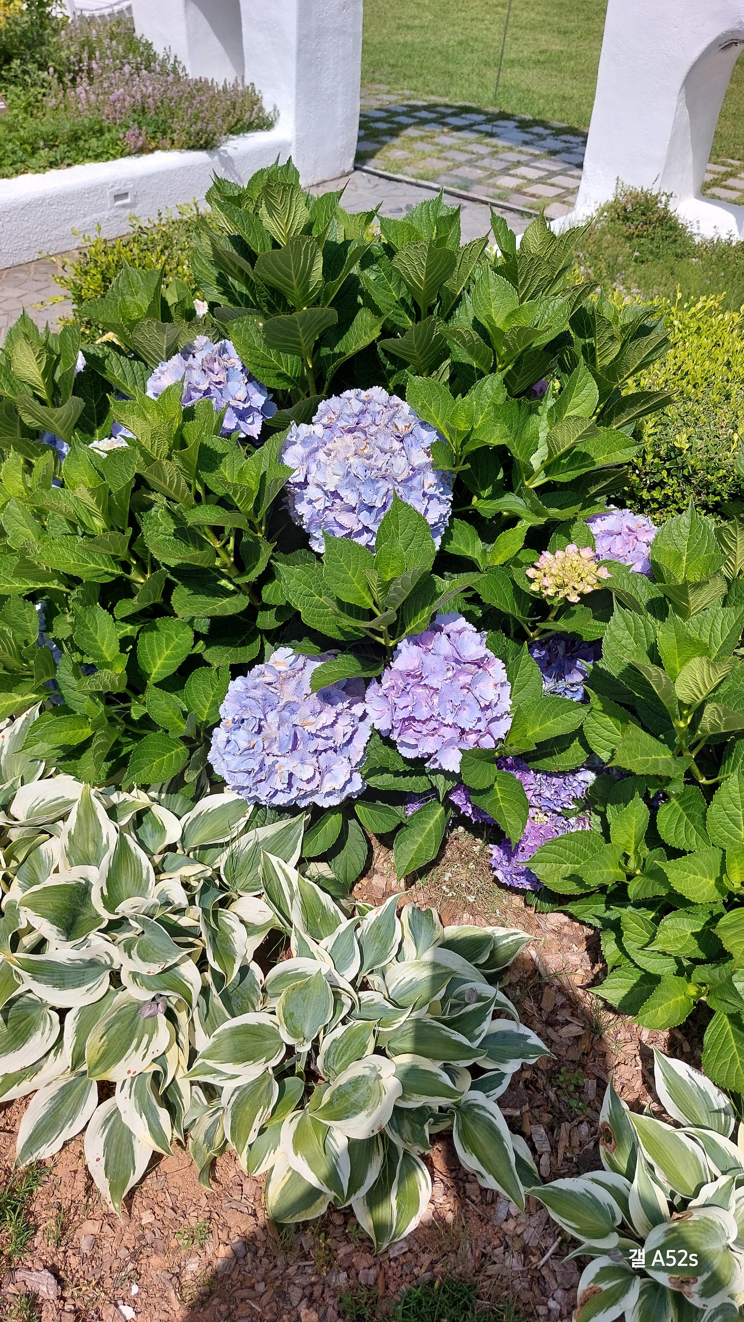 산토리니광장에 심어진 수국 이쁘다~