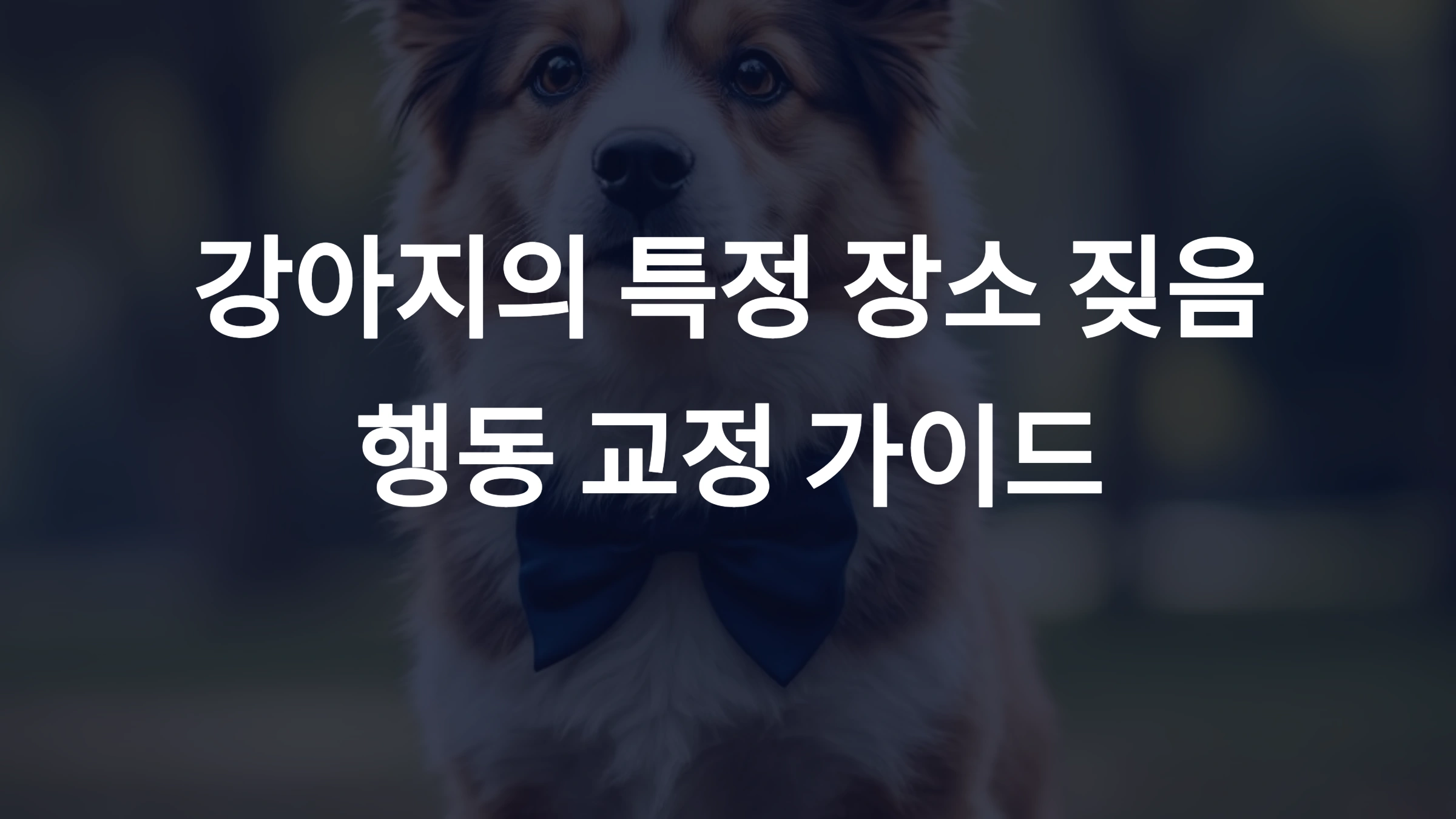 강아지가 특정 장소에서 짖는 행동 교정법