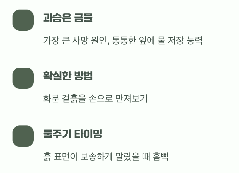 3. 요정의 물 마시는 법 (과습은 금물)