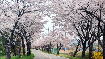 개암사 벚꽃길