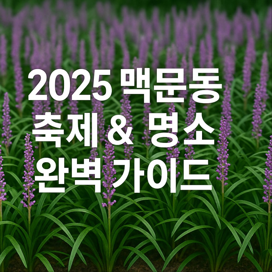 2025 맥문동 축제&amp;명소 완벽 가이드:8월 보라빛 꽃여행