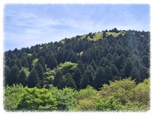 외나로도 편백숲