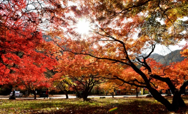 내장산 가을 단풍