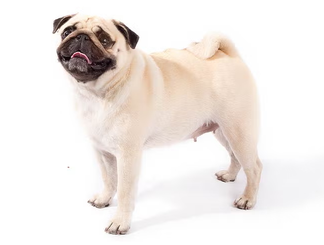 퍼그 (Pug) 사진