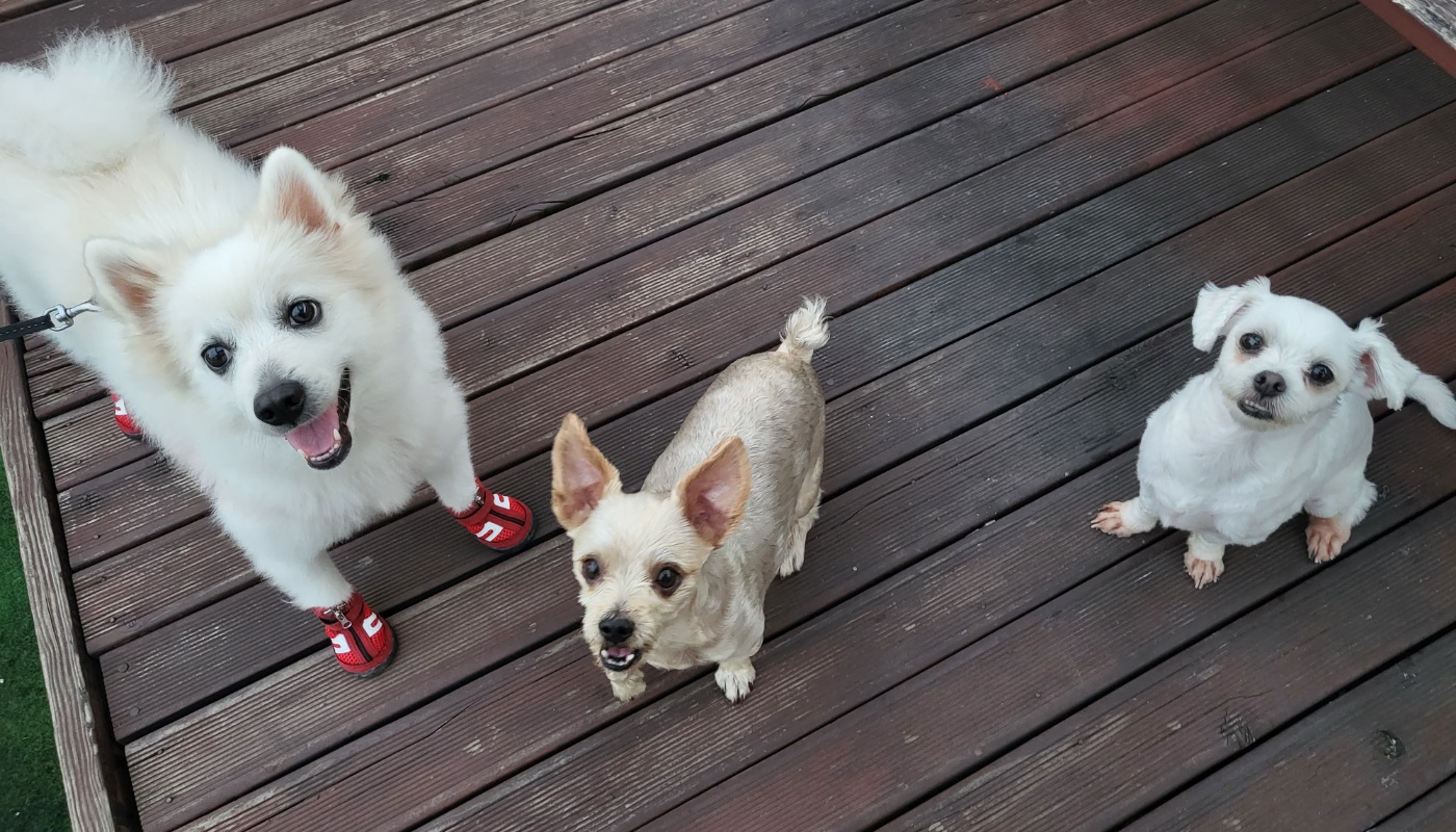 강아지 털 종류에 따른 목욕 주기와 샴푸 추천
