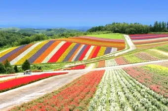 북해도 후라노 라벤더 축제 시즌 개화 시기 이벤트 일정 대표 명소 여행 완벽 가이드_17