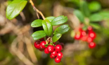 링곤베리 효능 및 영양소, 가격